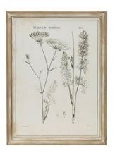 Wood Framed Botanical Prints