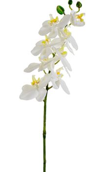 Phalaenopsis Orchid Spray - 29" White