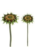 Sunflower Bud Stems