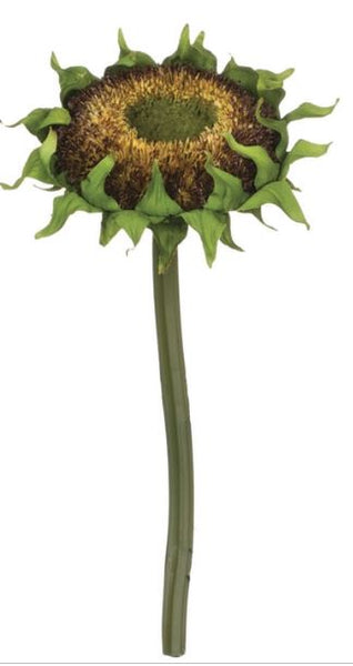 Sunflower Bud Stems