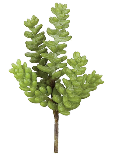 6" Donkey's Tail Succulent