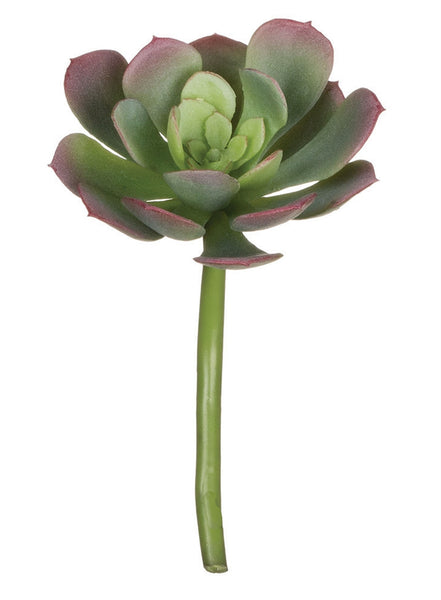 4.5" Green/Burgundy Echeveria
