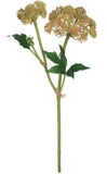 Sedum Stem