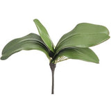 Phalaenopsis Orchid Leaf Plant - 10