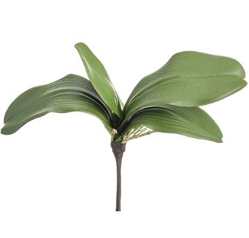 Phalaenopsis Orchid Leaf Plant - 10"