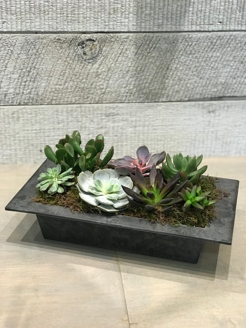 Slate Succulent Garden