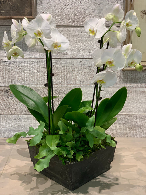 Field of Orchids