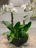 Field of Orchids