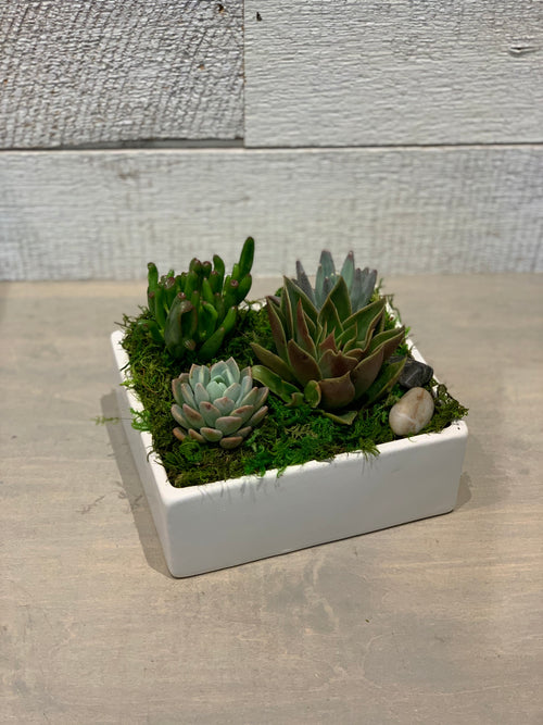 Tranquil Succulents