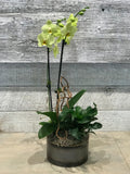 Orchid Planter