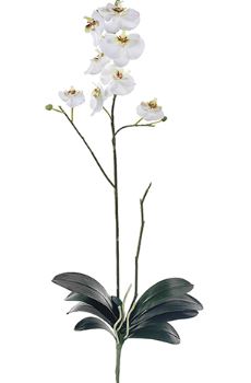 Phalaenopsis Orchid Plant - 31" White
