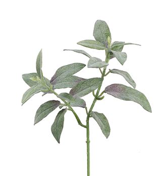 Pittosporum Leaf Spray - 28"