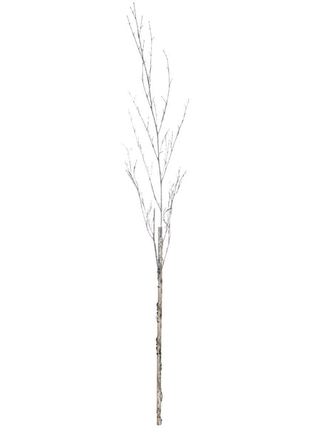 Birch with Ice Branch