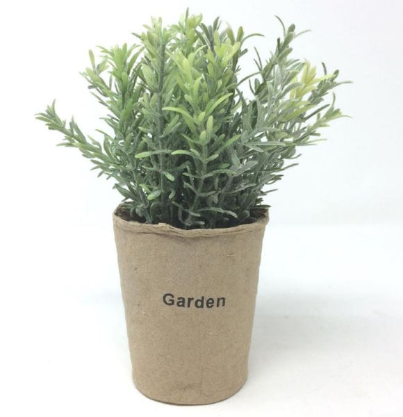 Rosemary in Paper Pot