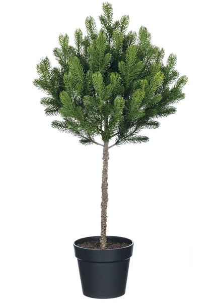 37" Pine Tree Spruce in Pot